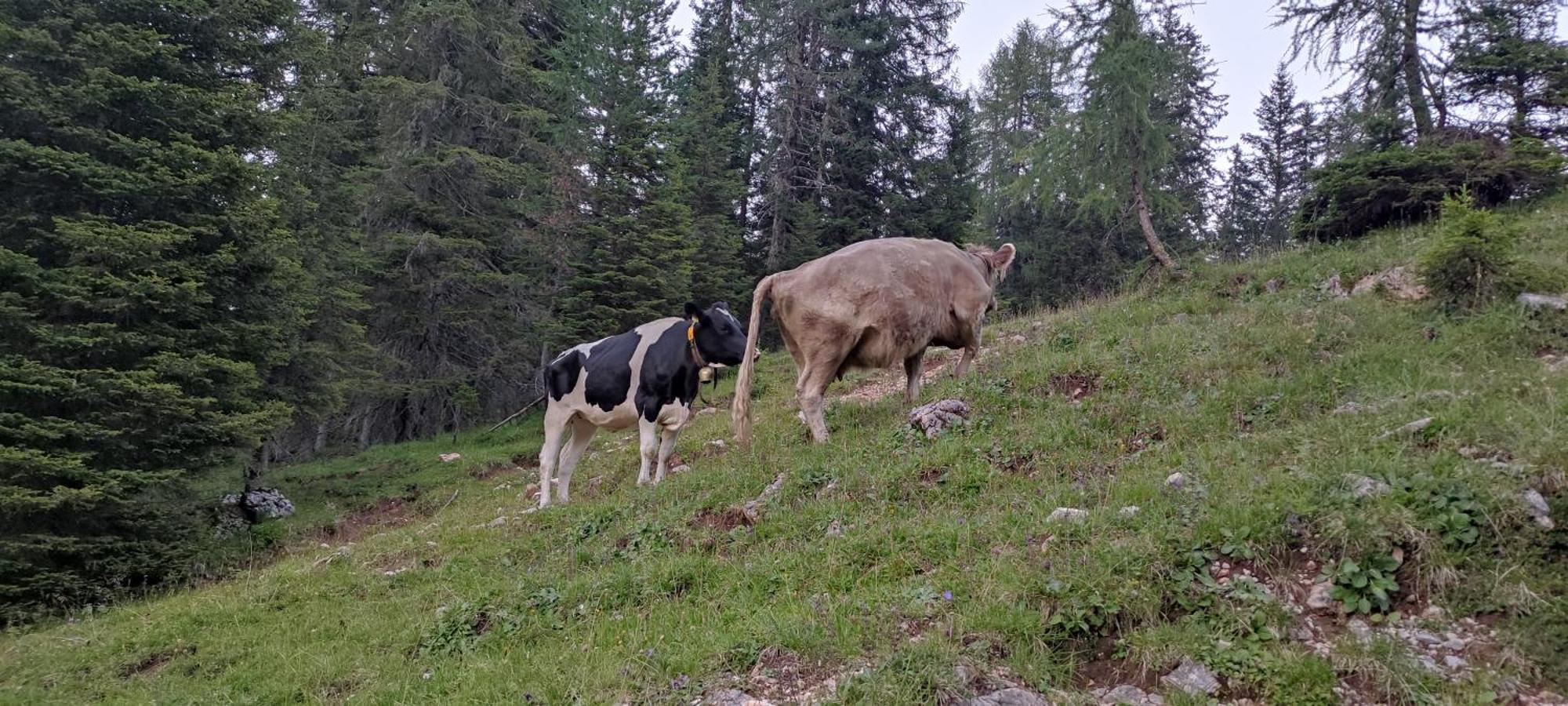 Appartamenti Codan San Vito di Cadore Bagian luar foto