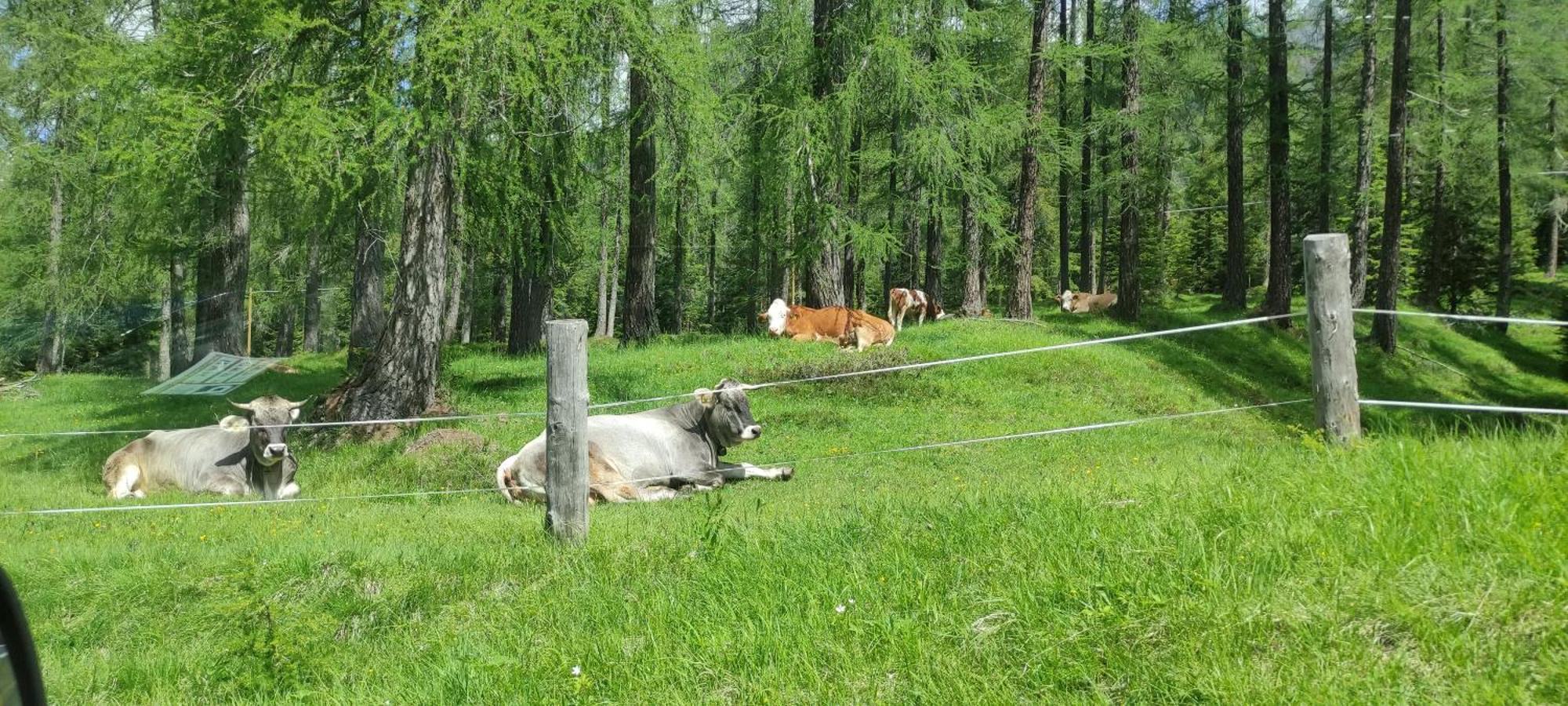 Appartamenti Codan San Vito di Cadore Bagian luar foto